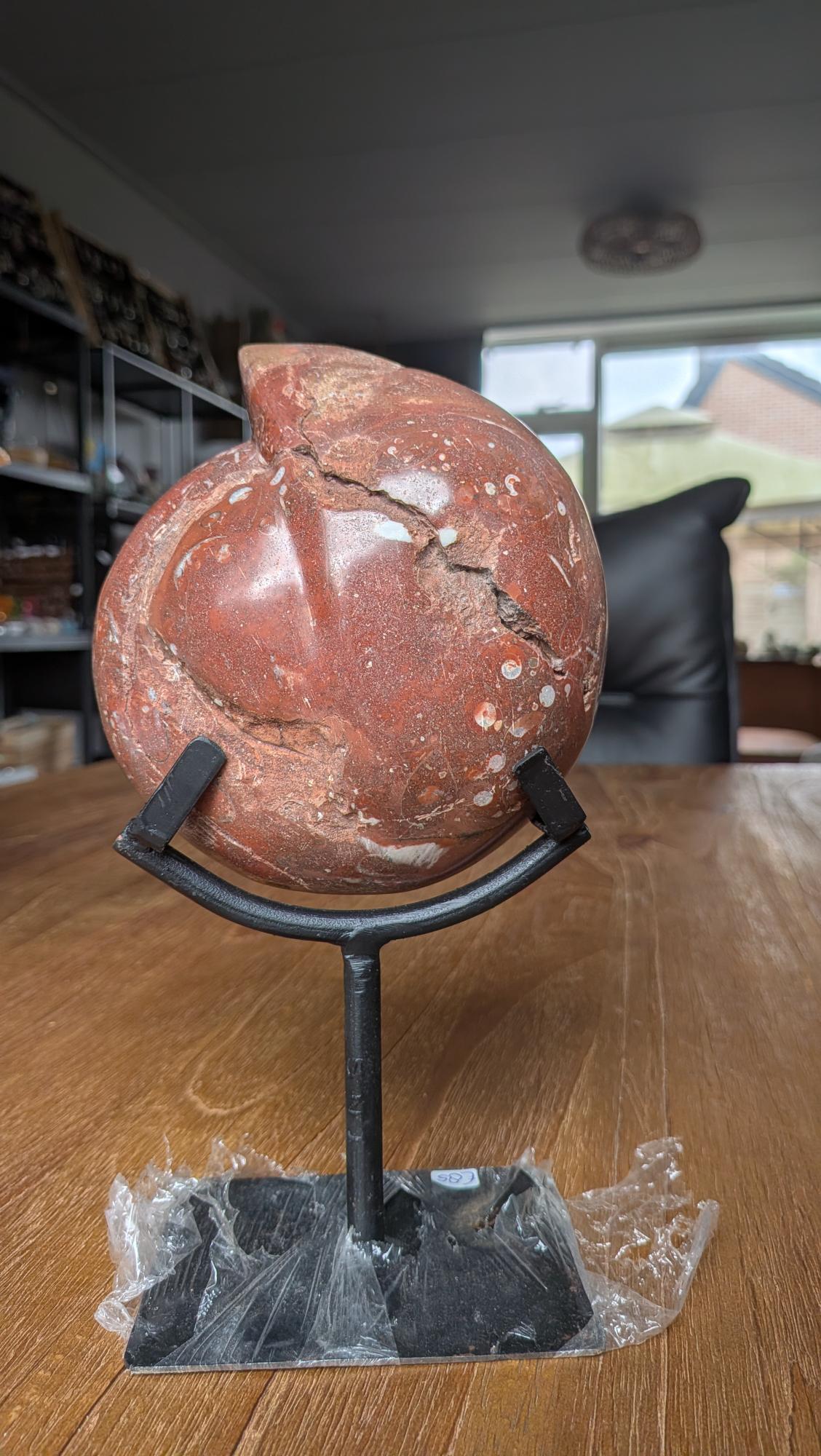 Achterzijde van een grote, robuuste fossiele ammoniet van 900 gram getoond op een displaystandaard.