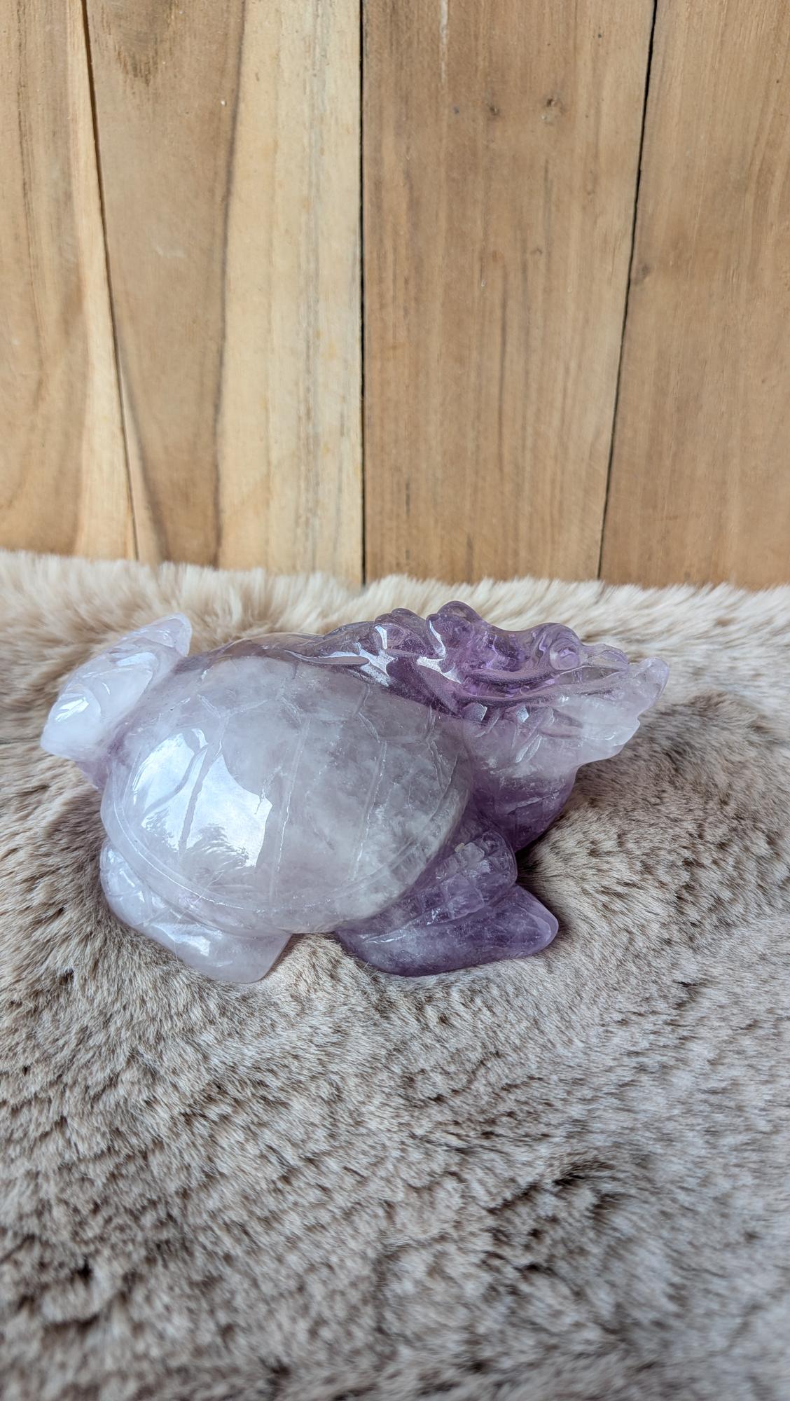 Zijaanzicht van een paarse amethist draken-schildpad op een zachte ondergrond.