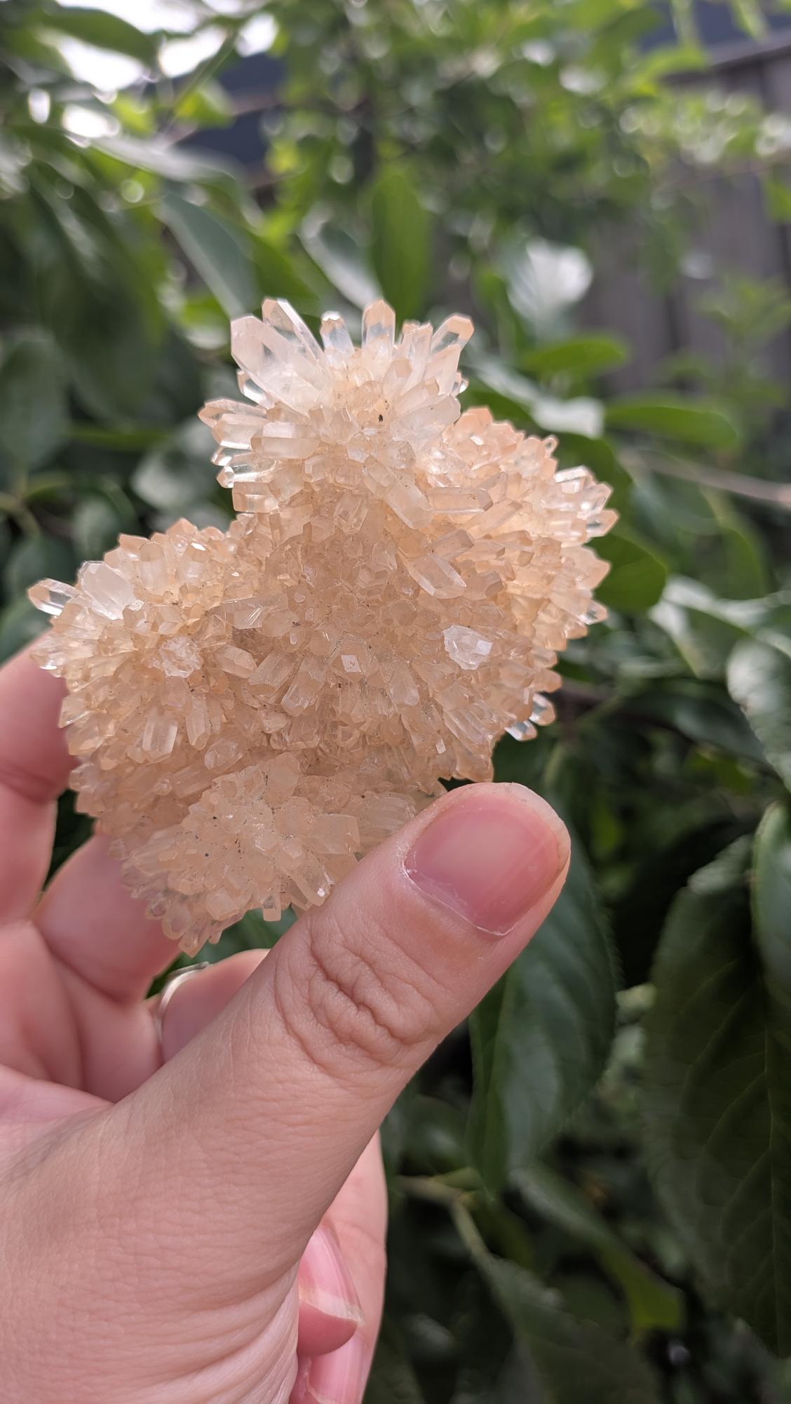 Een hand houdt een warm gekleurd Dogtooth Calciet cluster uit Indonesië van 168 gram vast, met een unieke, geometrische kristalstructuur