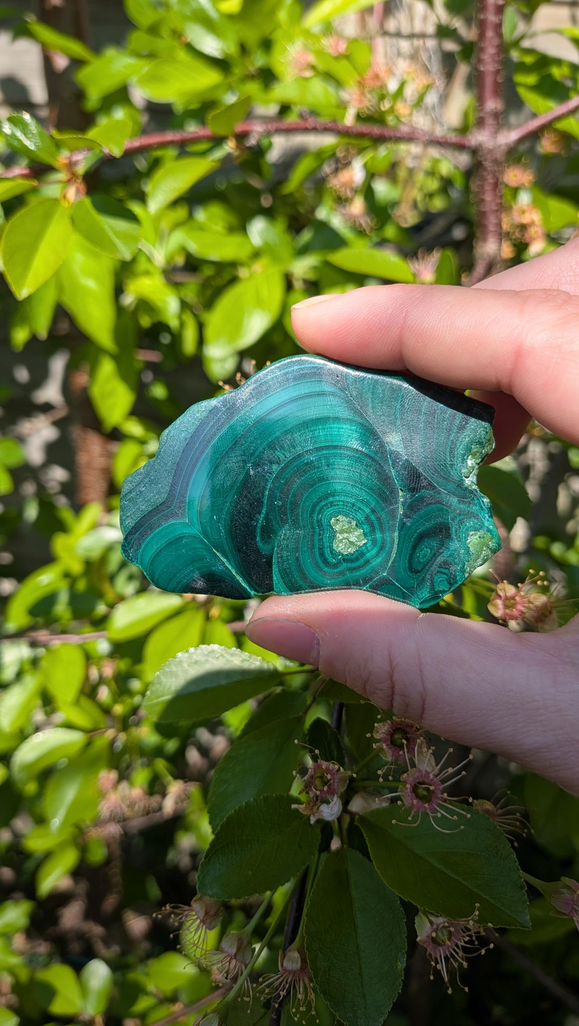 Gepolijste groene Malachiet slab met karakteristieke cirkelvormige patronen en donkergroene banden, 7 bij 4 centimeter, gefotografeerd op een standaard tegen een neutrale achtergrond.