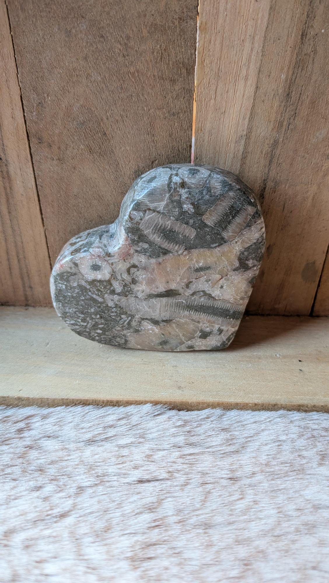 Middelmaat hart van fossielmarmer met zichtbare fossielstructuren op een houten achtergrond