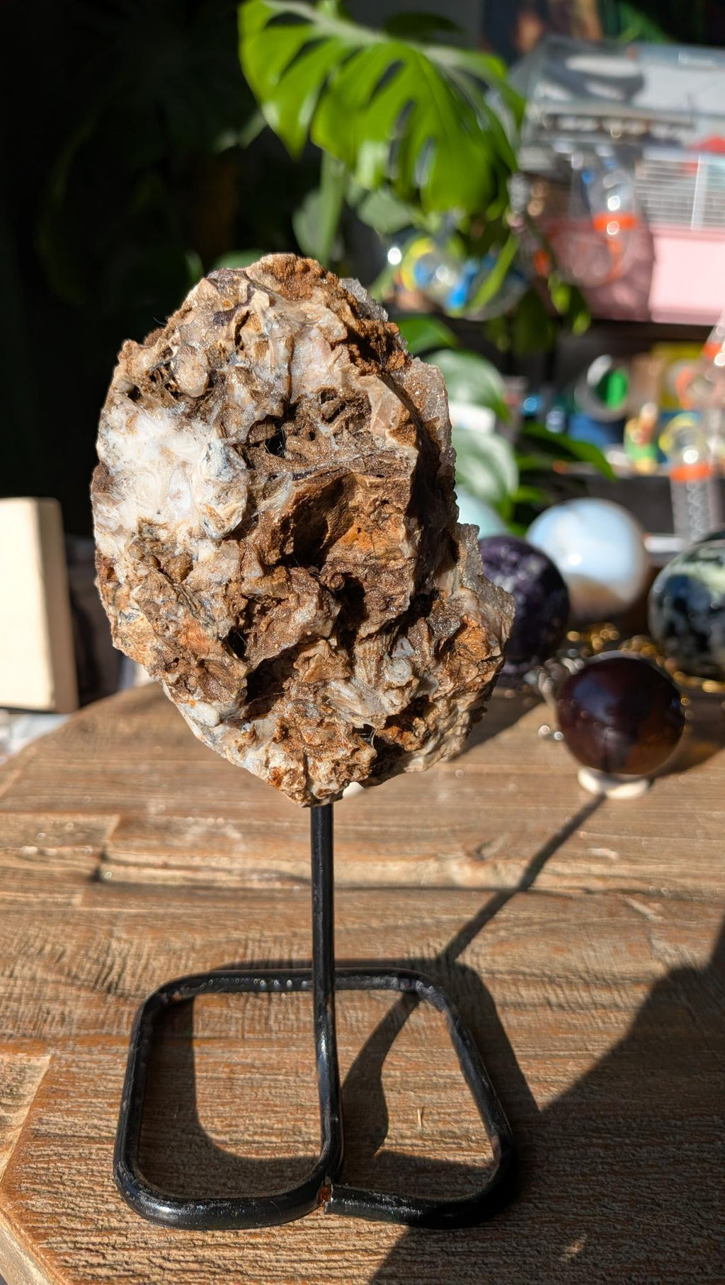 Achterzijde van het versteende hout tonend de ruwe, donkerbruine fossiele houtstructuur op een metalen standaard.