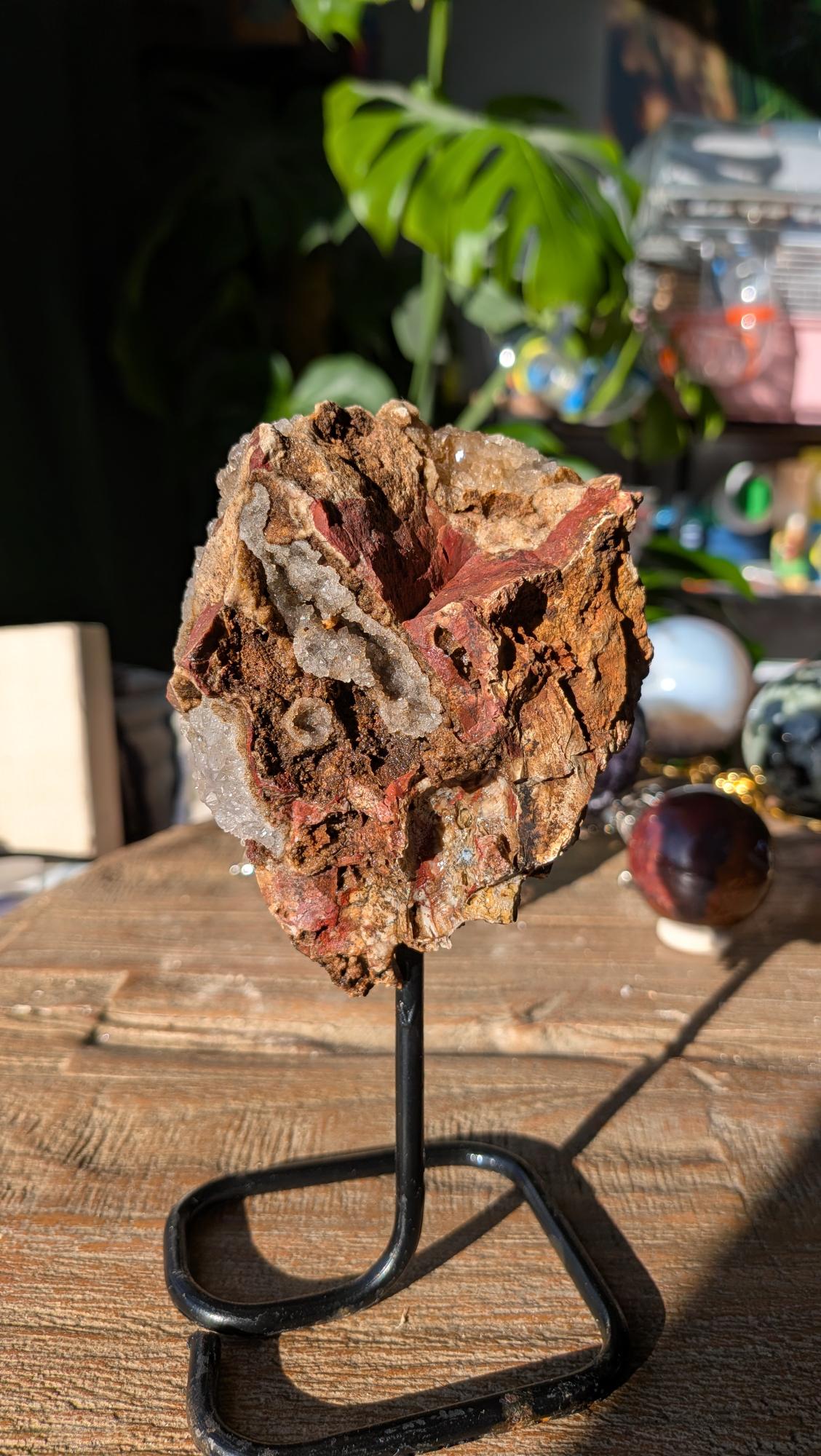 Achterzijde van het versteende hout op zwarte standaard, met zichtbare natuurlijke houtstructuren en warme bruintinten.