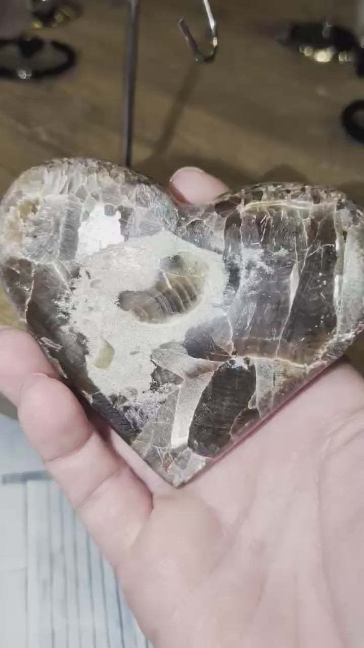 Een korte clip waarin een hartvormig fossiel handmatig wordt gedraaid om beide zijden te tonen. De video focust eerst op de voorzijde met grote, donkere fossiele kamers van een Goniatiet, draait vervolgens naar de zijkant om de dikte van de geslepen steen te laten zien, en eindigt bij de achterzijde die een meer uniforme, kristallijne structuur heeft.