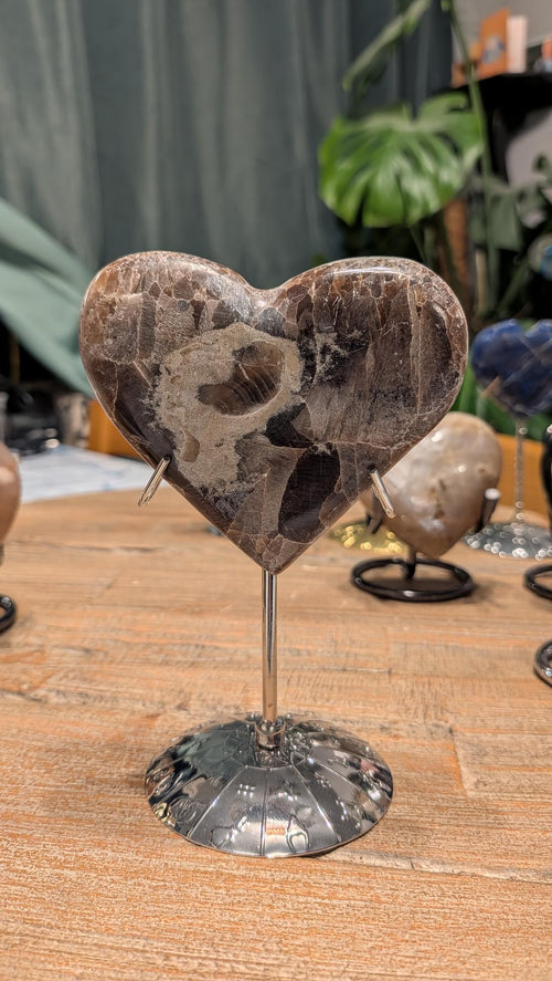 Een gepolijst, hartvormig fossiel van bruine en zwarte kalksteen, staand op een metalen display. In het midden is een duidelijke, ronde doorsnede van een Goniatiet-fossiel zichtbaar, omringd door donkere matrix en lichte calcietaders.